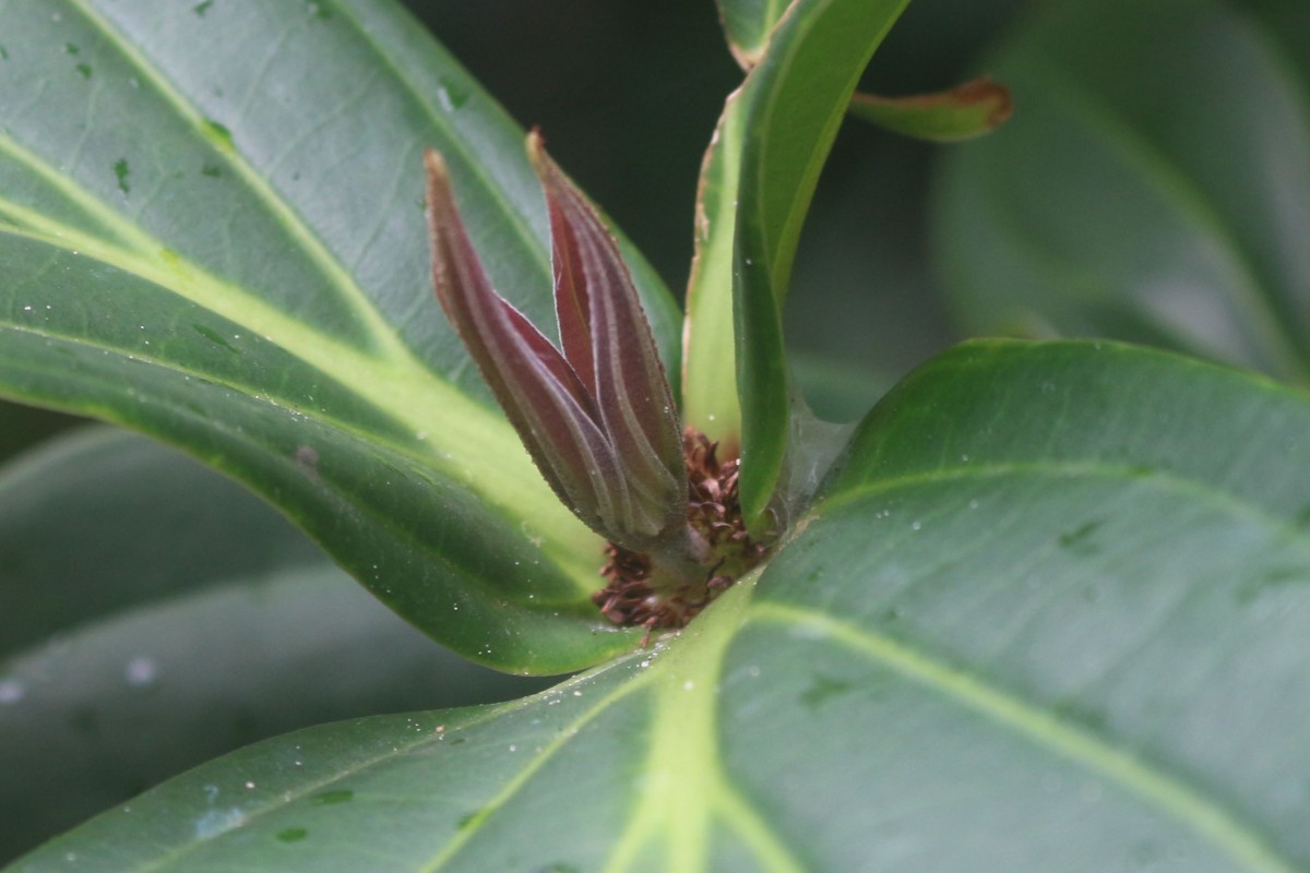 Medinilla multiflora Merr.